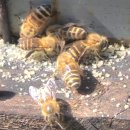 꿀벌들의 합동 청소 작업 이미지