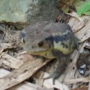 금두꺼비 이미지