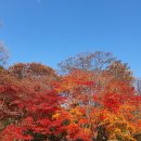 천년의 역사 은행나무, 용문사(with 템플스테이 후기)