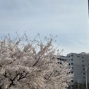 구로푸른학교 | 여의도 벚꽃 구경