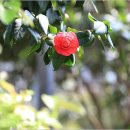 안산식물원 이미지