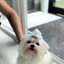 헬로 다키 이미지