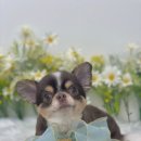 멍멍이 미용실 이미지