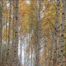 자작나무길펜션 이미지