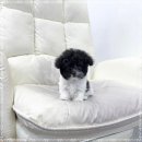 플라워퍼피 이미지