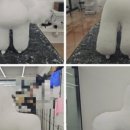 벨라루시애견미용학원 이미지
