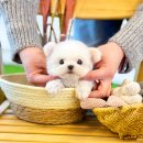 샵 | 인천애견분양 좋은 애견샵 후기