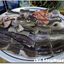 바다장어산꼼장어 이미지