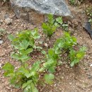 삼송농장 이미지