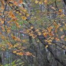 숲속에는 이미지