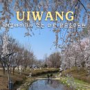 세븐일레븐 호수생태원점 | 레일바이크가 있는 의왕 왕송호수공원 벚꽃 명소