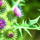 강아지풀 이미지