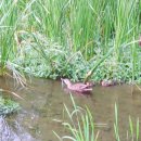 배다리생태공원 이미지