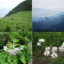 (북여동)6월3일(일)백초반-백화산: 백가지의 약초와 들꽃과 야생화...그리고 넓은 초원 이미지