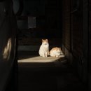 해바라기둘 이미지