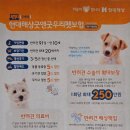 퍼피엔젤 반려동물 미용실 이미지