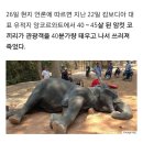 코끼리아줌마 이미지
