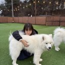 하트멍 | [천안|놀거리] 천안 사모예드 강아지카페 실내데이트하기 좋은 하트멍 주차 영업시간