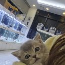 수원고양이분양드림캣안심분양센터