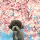 바닐라 퍼피 | [경산/정평동] 경산 애견미용 ‘바닐라 퍼피’ 후기