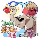 아주작은코끼리