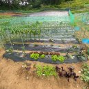 홍이네농장 이미지