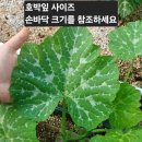 알타리.오이.버섯.열무,얼갈이.스낵오이.호박잎.케일 주문 받습니다. 이미지