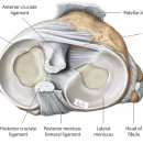 meniscus구조와 기능 이미지