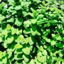 애플민트 이미지