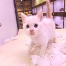 도오나헤어 이미지