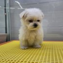 야옹아 멍멍해봐 세종점 이미지