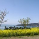 유채와바다 이미지