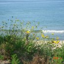 꽃 우리 이미지