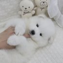 루루강아지 이미지