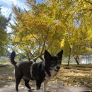 애견가을농장 이미지