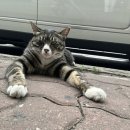 아모레신림