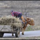 소 달구지 이미지