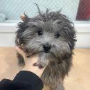 두유네 애견미용실 이미지