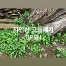 [4시전 오늘발송＞토요일 도착] 강원도 평창, 노지 자연산 생 고들빼기 판매합니다. 이미지