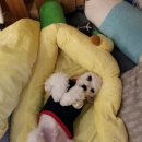 소중한 개 이미지