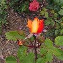 장미회집 이미지