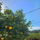 부쉬코너 이미지