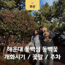 황옥공주 인어상 | 부산 겨울 가볼만한곳 해운대 동백섬 동백꽃 개화시기 주차 1월 실시간