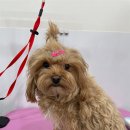 내동애견 이미지