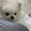 (주)쿨펫 이미지