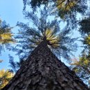 잣나무숲 이미지