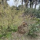 석류민박 이미지