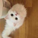 [몰디브태닝] 강남역점_서초동 화이트태닝샵 추천