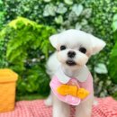 댕스타일 이미지