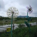 계양 아라온 가을꽃 축제 이미지